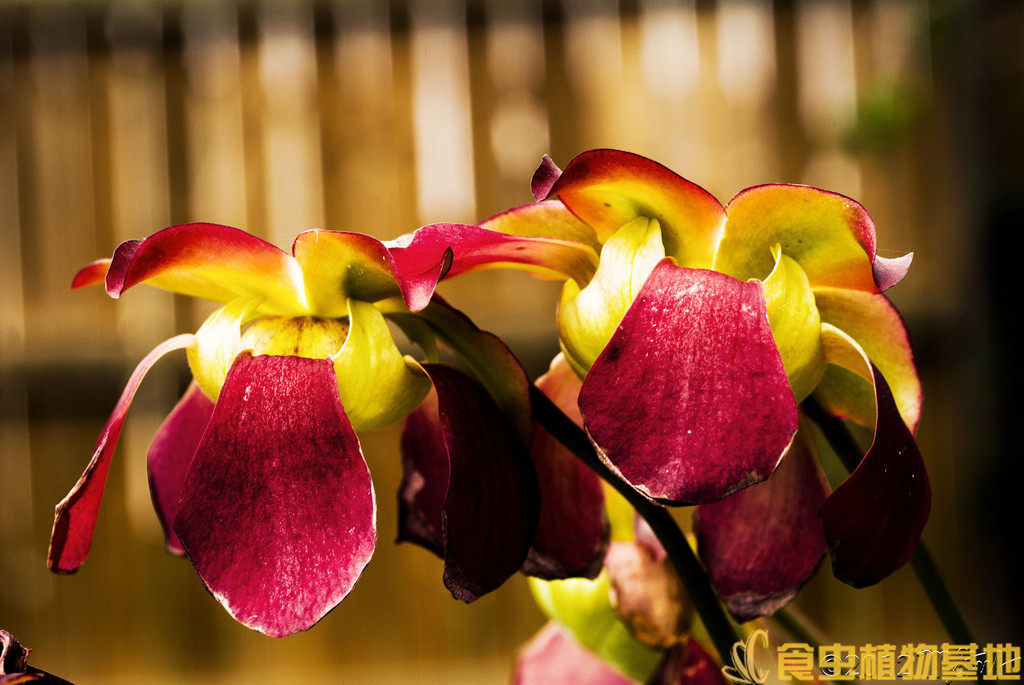 食虫植物-天鹅瓶子草【绿植盆栽绿植造景观美观办公室窗台吃虫】_7折