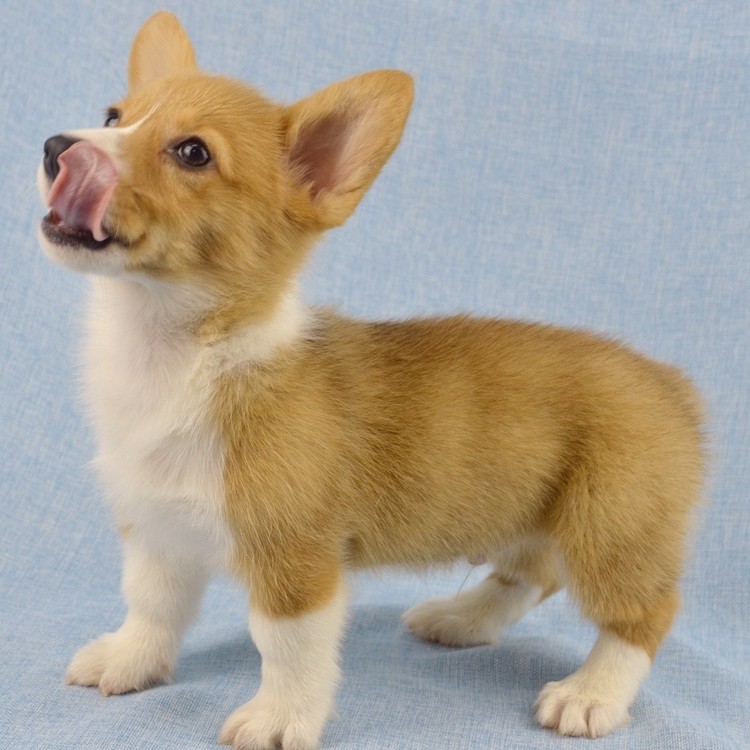 金冠信誉上海出售纯种柯基犬幼犬 活体宠物柯基犬幼犬宠物_7折现价