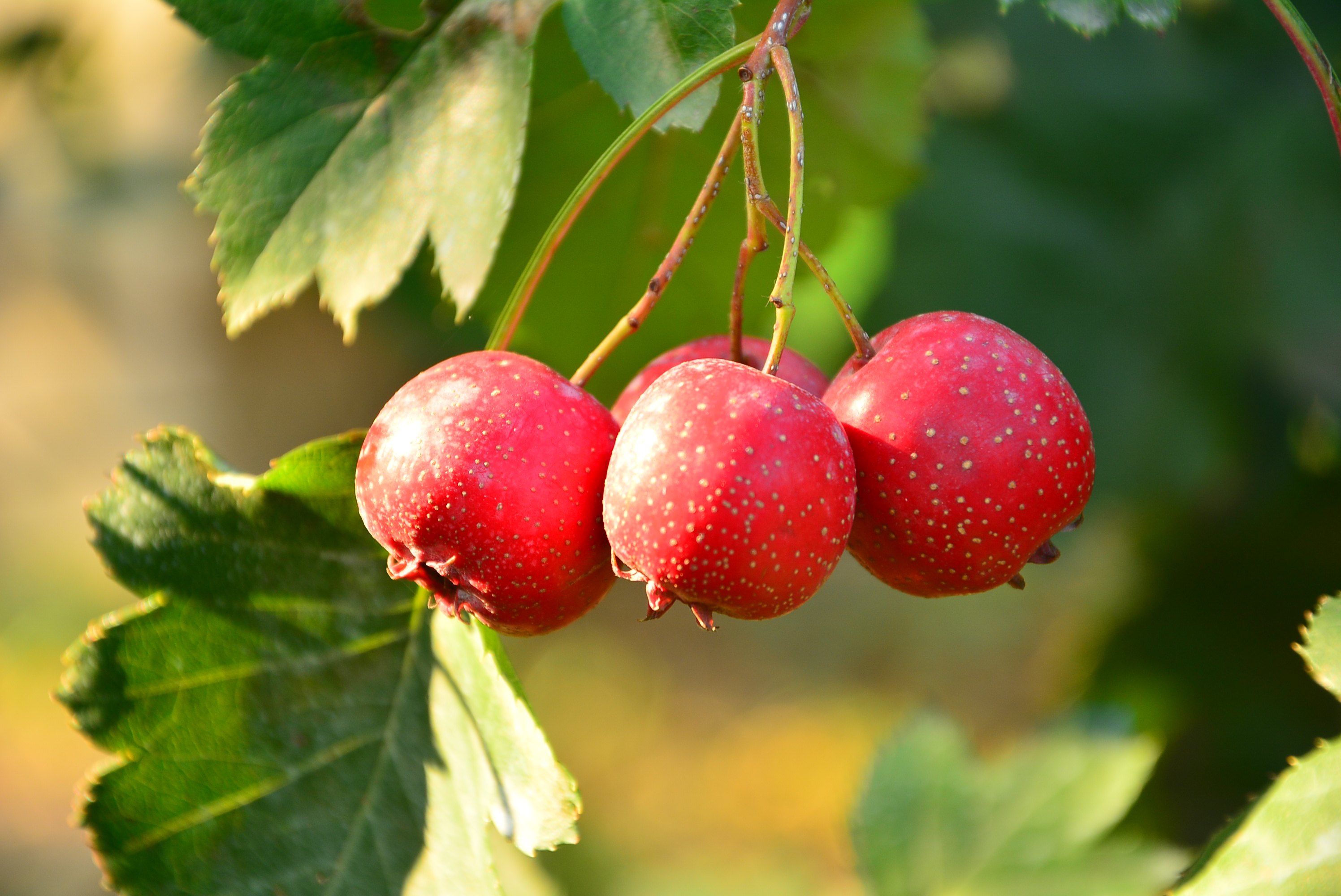 山楂和它:促消化治便秘!