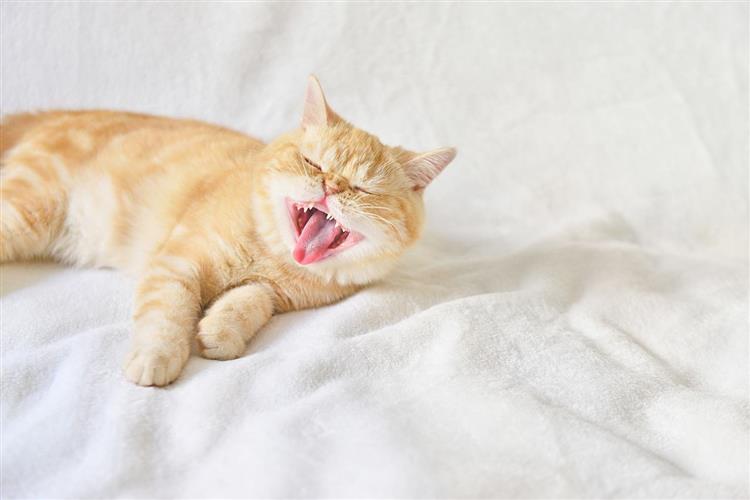 神奇：猫咪舌头上的倒刺竟有这么大作用！9