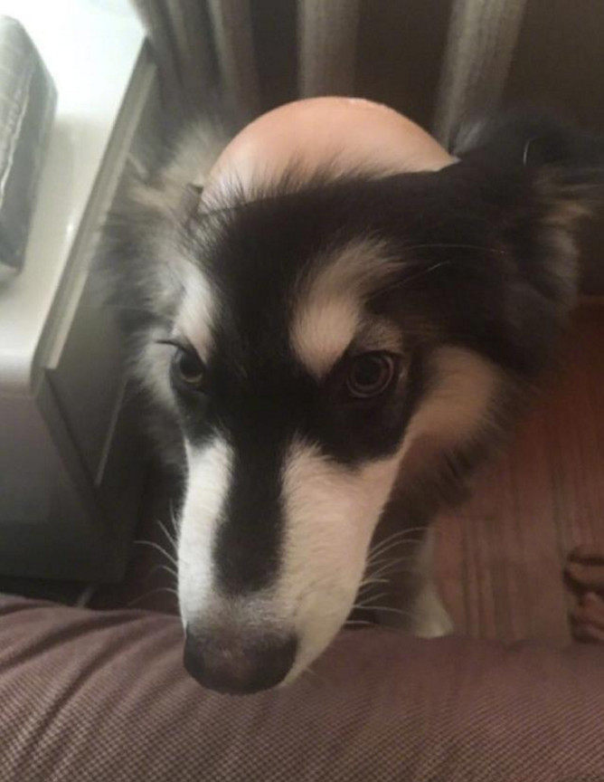 女子一觉醒来,二哈秒变"秃头"