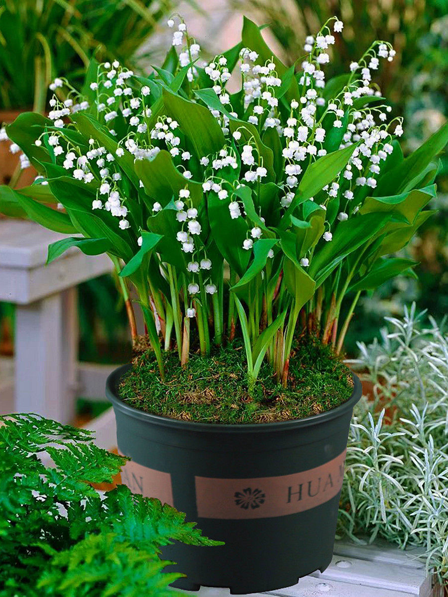 雾里看花 铃兰带芽花卉-米德先森