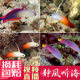 Purple Purple Tahitian fish radar radar Firebird blue discoloration of Yuanyang jet tube gobies live marine fish Purple Purple Tahitian fish radar radar Firebird blue discoloration of Yuanyang jet tube gobies live marine fish