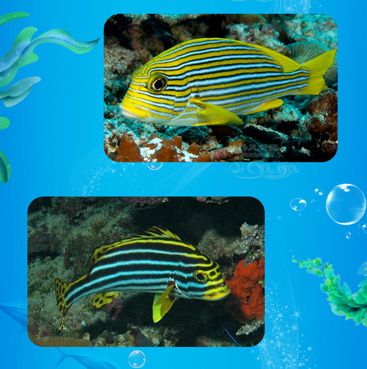 燕子花旦 妞妞鱼 活体海水鱼 石鲈鱼 另拍包装