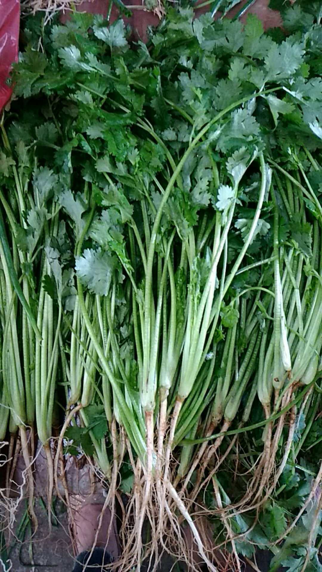 彩包四季播种香菜种子盆栽大叶庭院菜园易种菜籽芫荽蔬菜70克