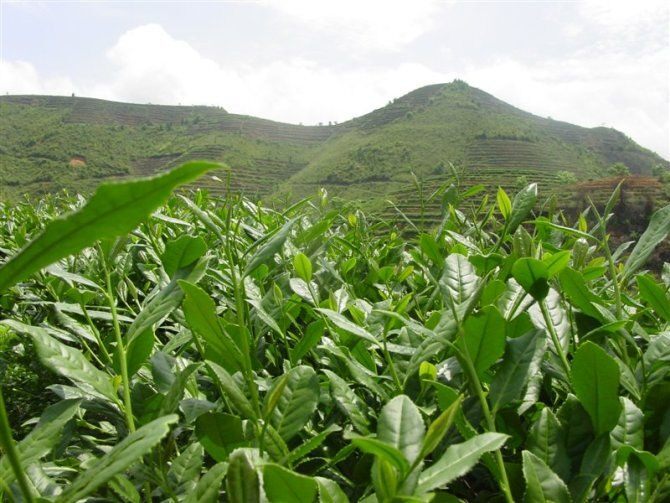 铁观音古早味新茶叶特级明前绿茶无农药原生态安湲钱铁欢现音覌光