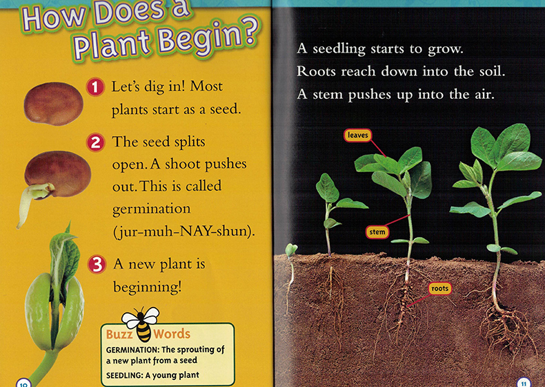 readers: seed to plant 从种子到植物level1 儿童英语启蒙绘本 少儿
