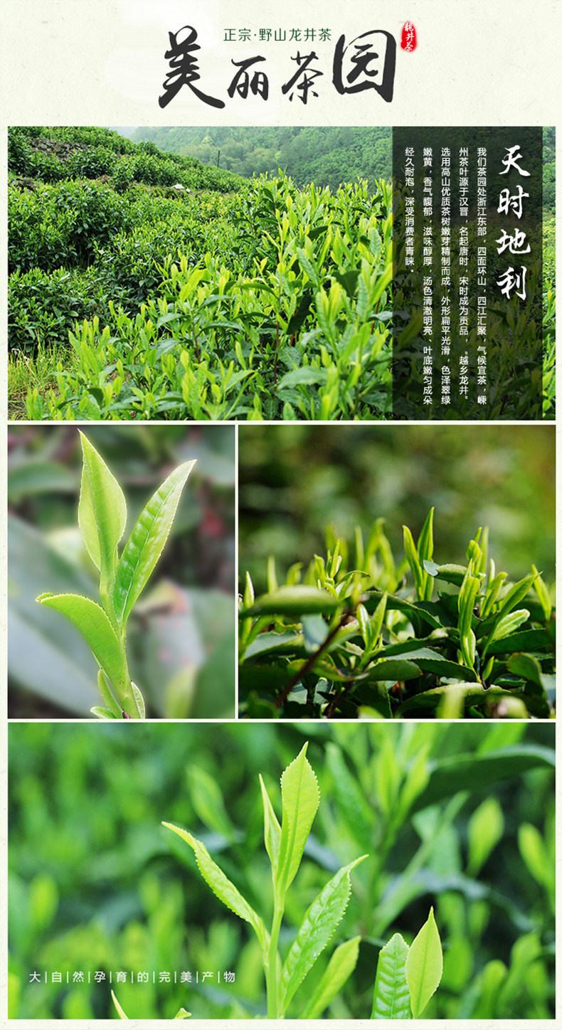 2016年新茶头采头芽龙井茶叶茶农直销春茶明前龙井茶绿茶特价包邮
