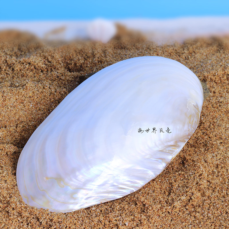 天然贝壳海螺超大荧光贝珍珠蛤夜光蚌壳地中海家居摆件装饰品礼物