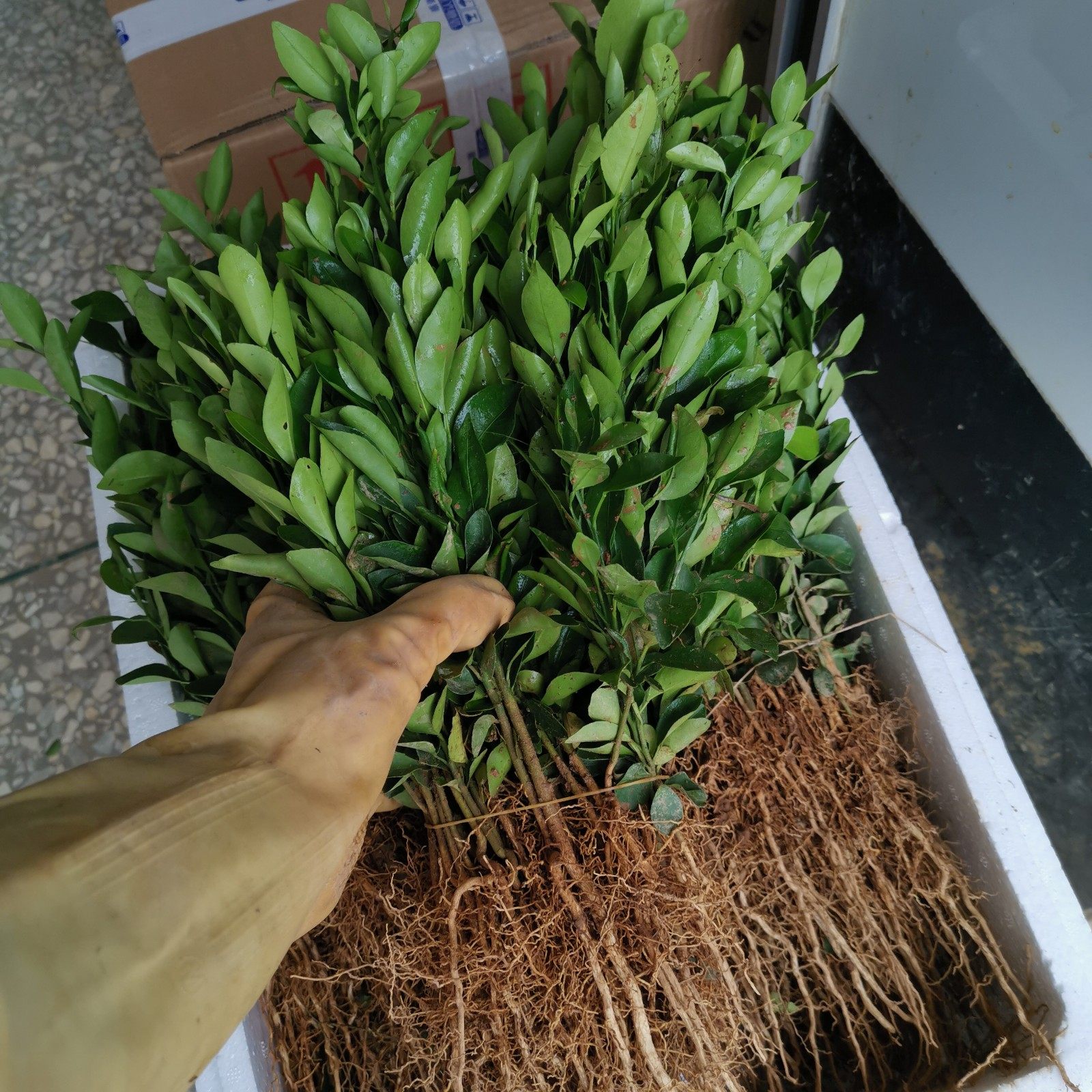 红桔苗小苗红橘芽苗脐橙广东红橙粑粑柑嫁接砧木保湿发货顺丰