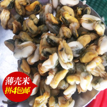 Rudeo Chaoshan thin shell rice 250 gr Chaoshan production When season seafood shellfish Sea Guaido Multi-province collages 4 pieces