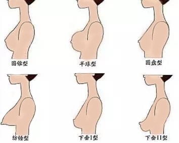 乳房正常 胸廓图片