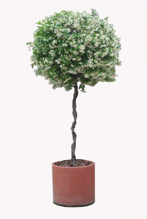 想让花园更夺人眼球?靠棒棒糖植物就够了