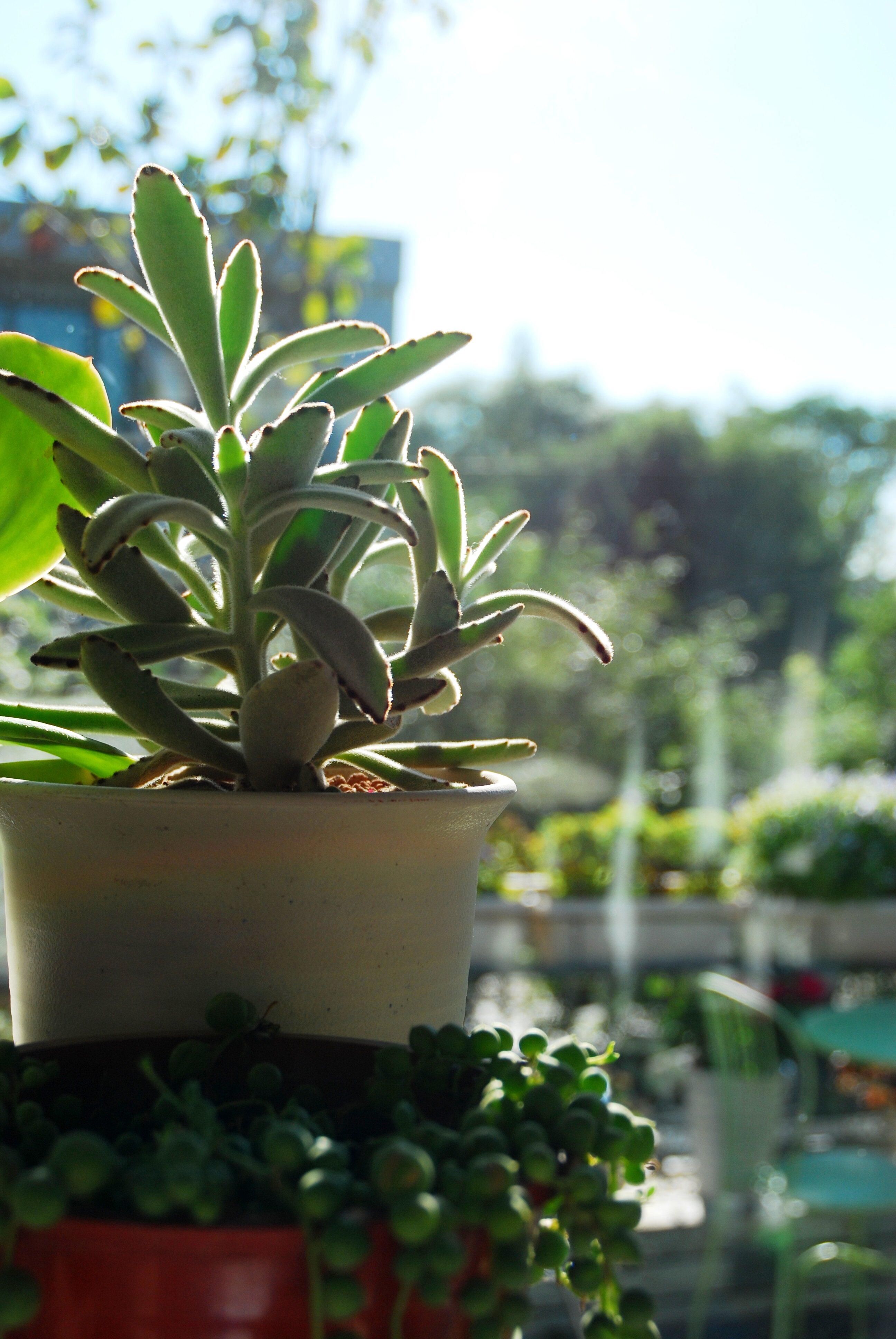 【又到多肉季】黑兔耳,毛绒控可以入一棵