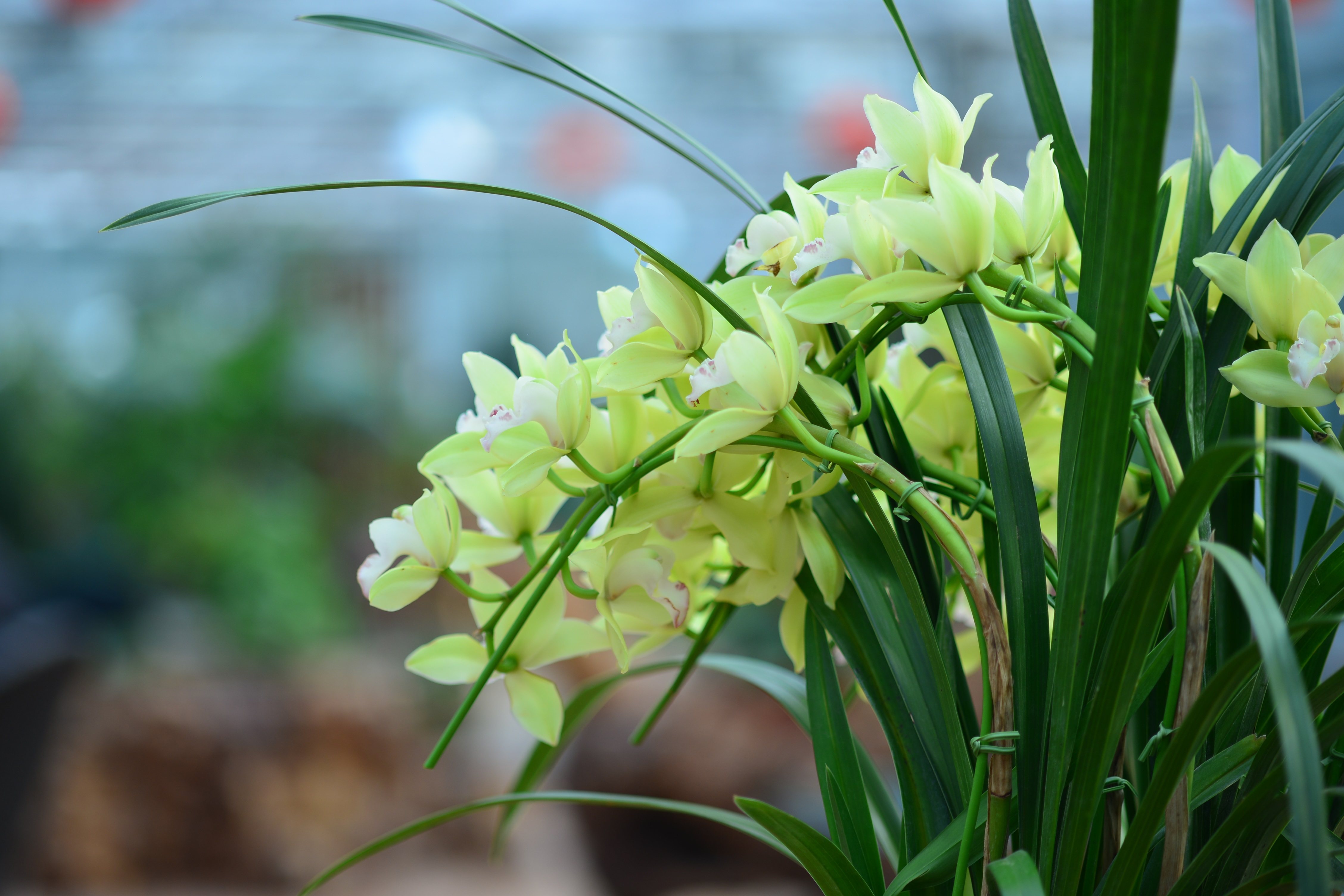 想做个园丁丨大花蕙兰种植详解