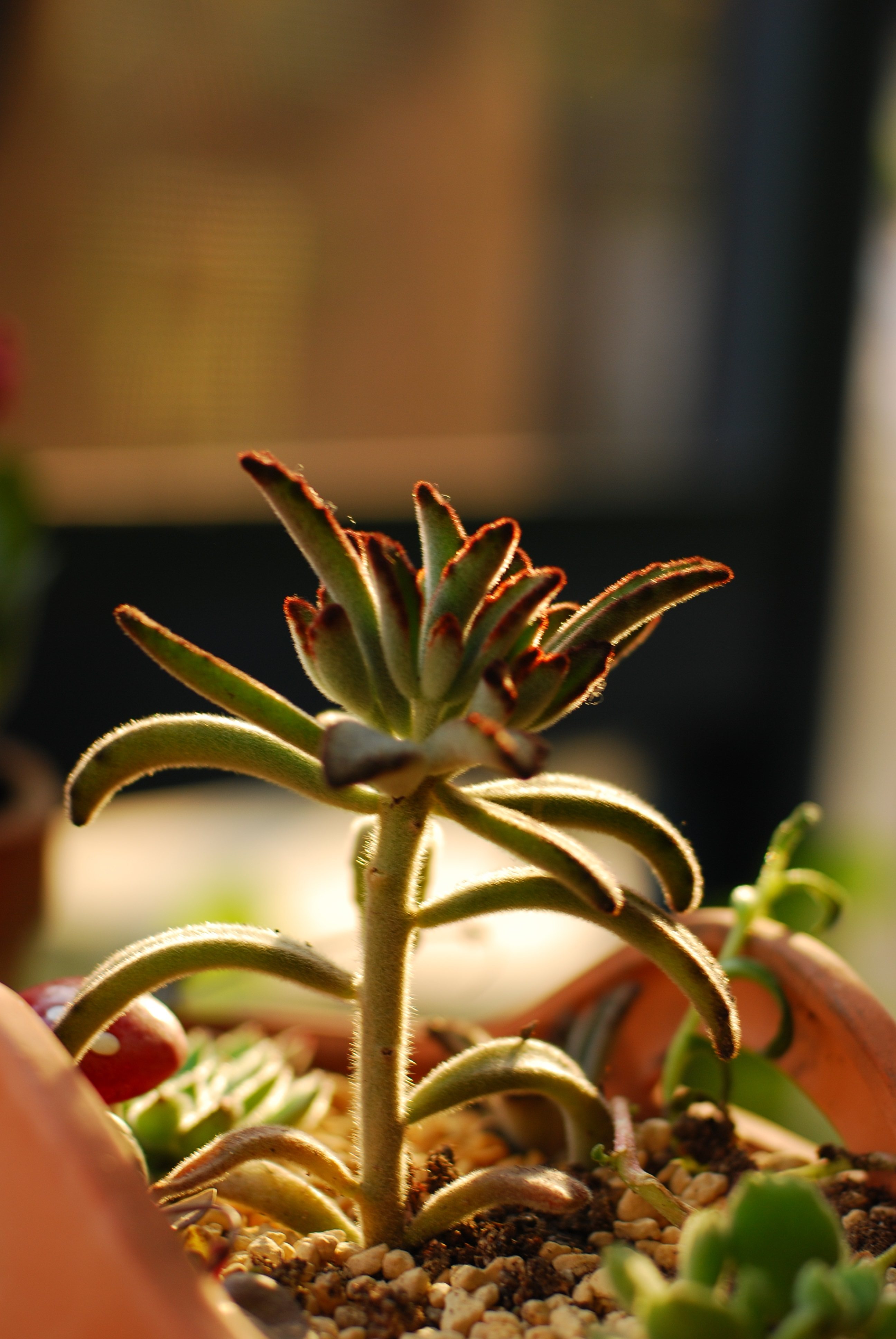 【又到多肉季】黑兔耳,毛绒控可以入一棵