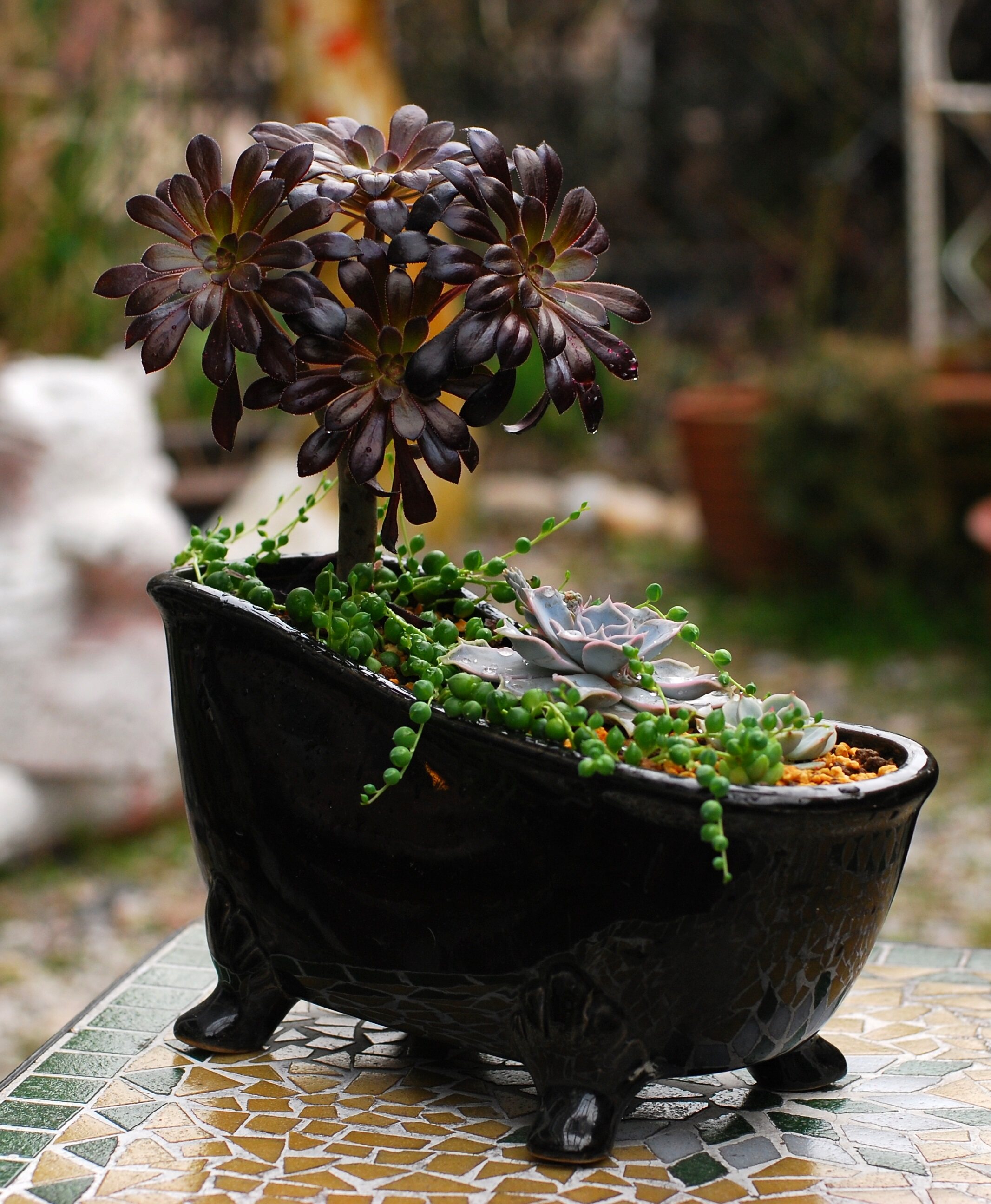 又到多肉季紫黑莲花黑法师