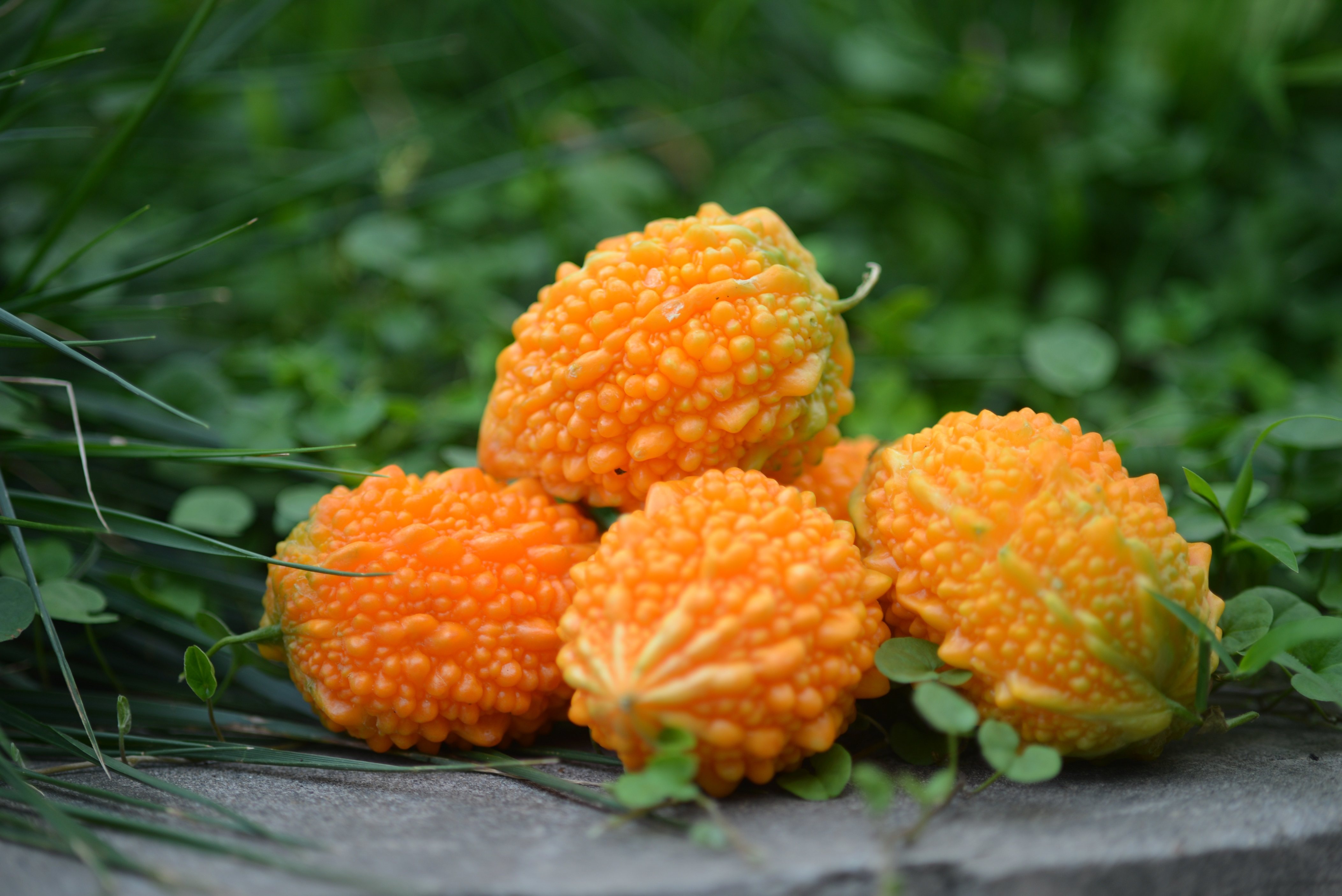 植物诚好玩丨长"痘痘"的金铃子