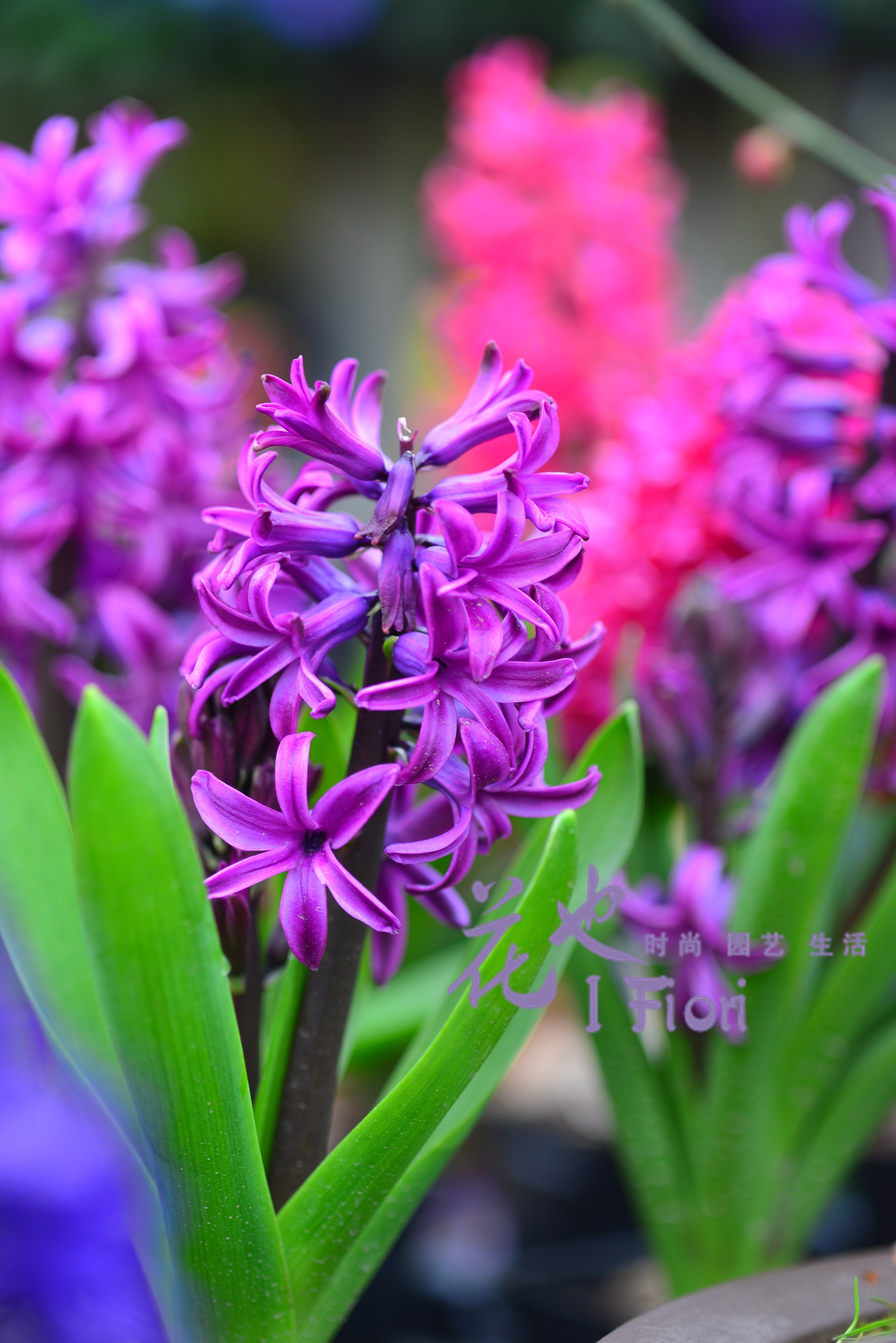 当春天到来的时候,风信子也准时开花了,浪漫的花型也浪漫的色彩,还带