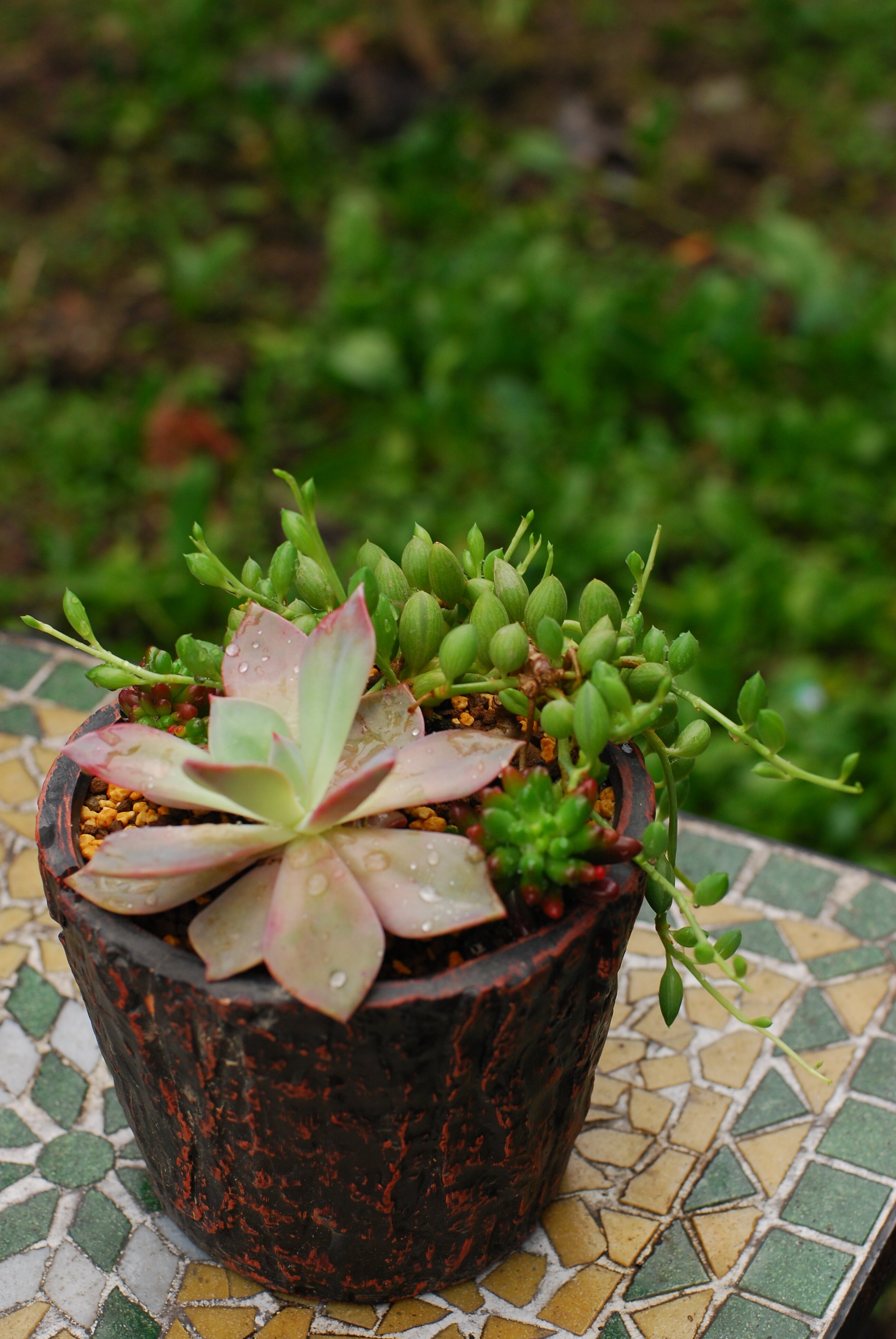 羞羞哒~这个多肉的名字叫初恋