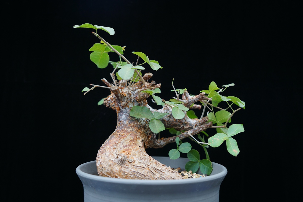 多肉植物块根奥比红皮橄榄Commiphora orbicularis