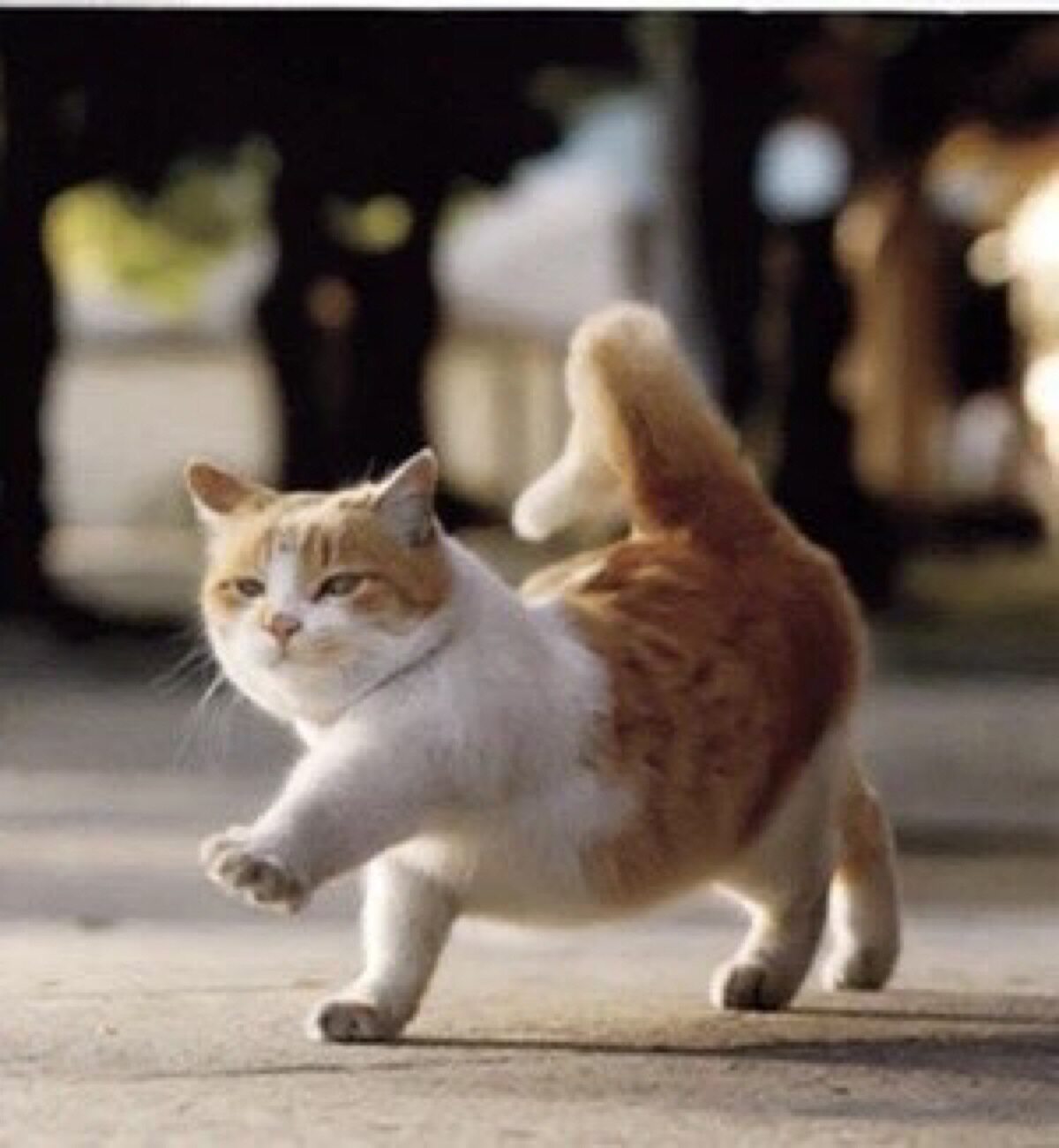 你家猫老是乱尿乱拉先解决好这些问题