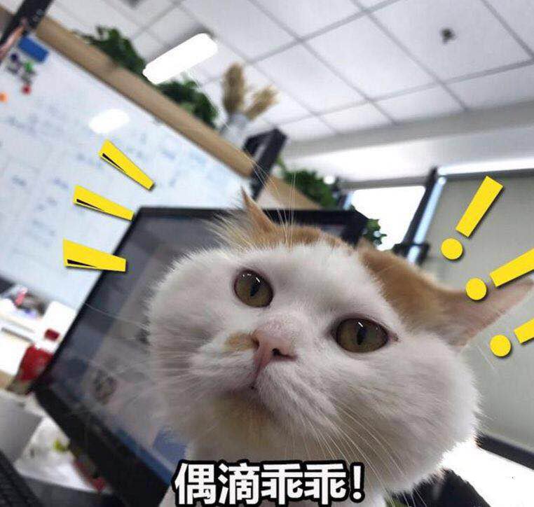 据说养几只办公室喵可以提高员工产能19