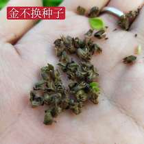 Nine-layer tower seed imported sweet purple basil seed vanilla potted vegetable seeds gold do not change the Four Seasons balcony