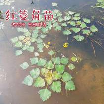 Chaoshans own cultivation of old varieties of red water chestnut seedlings aquatic plants floating type summer 1kg of red rice seedlings