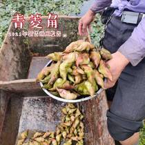 Chaoshan self-planted fresh water chestnut whole box with Shell tender water chestnut old water chestnut Qingling powder 2021 listed on the market