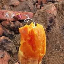 Chaoshan now digs sand sweet potato 5kg fresh sweet sweet potato sweet potato fresh farm self-planted baby supplementary food