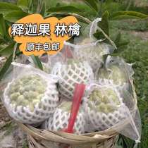 Chaoshans own planting of Ringo fruit litchi authentic camphor forest Sakya fruit Buddhas head large orchard is now picked