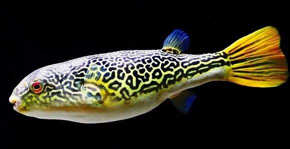 皇冠狗头淡水鱼河豚麒麟毛毛狗斑马狗头鱼红木瓜黄小胖鱼活体包邮