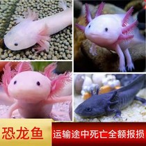 Hexagonal dinosaur fish feed fish salamander live animal scavenger dragon fish small ornamental fish is good to keep alive and keep alive