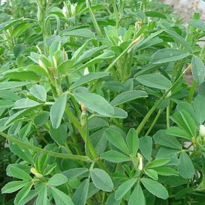 香草种子 香囊草 驱蚊草 制作香包用的香草 中华香草籽做调料香枕
