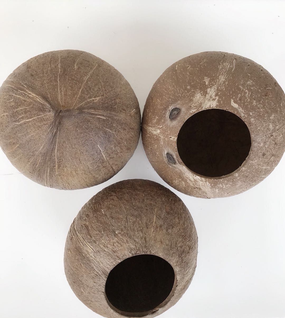 Natural coconut shell old coconut shell small opening rough kindergarten DIY succulent planting flower pot craft gift decoration material