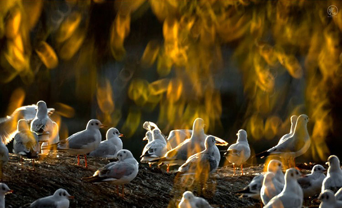 手把手教你用折返镜头