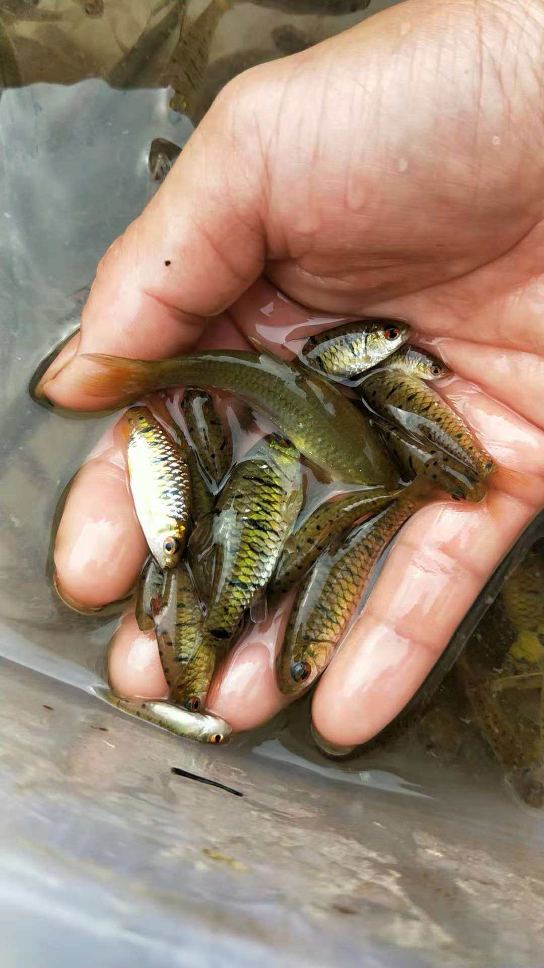 条纹小鲃观赏鱼中国原生斗鱼普叉伴侣群游小型淡水冷水小巴宠物鱼