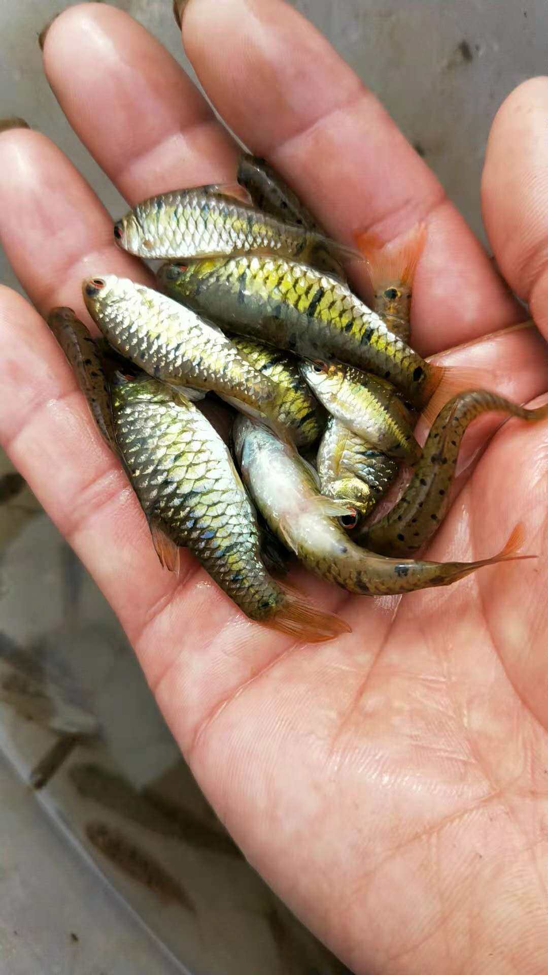 条纹小鲃观赏鱼中国原生斗鱼普叉伴侣群游小型淡水冷水小巴宠物鱼