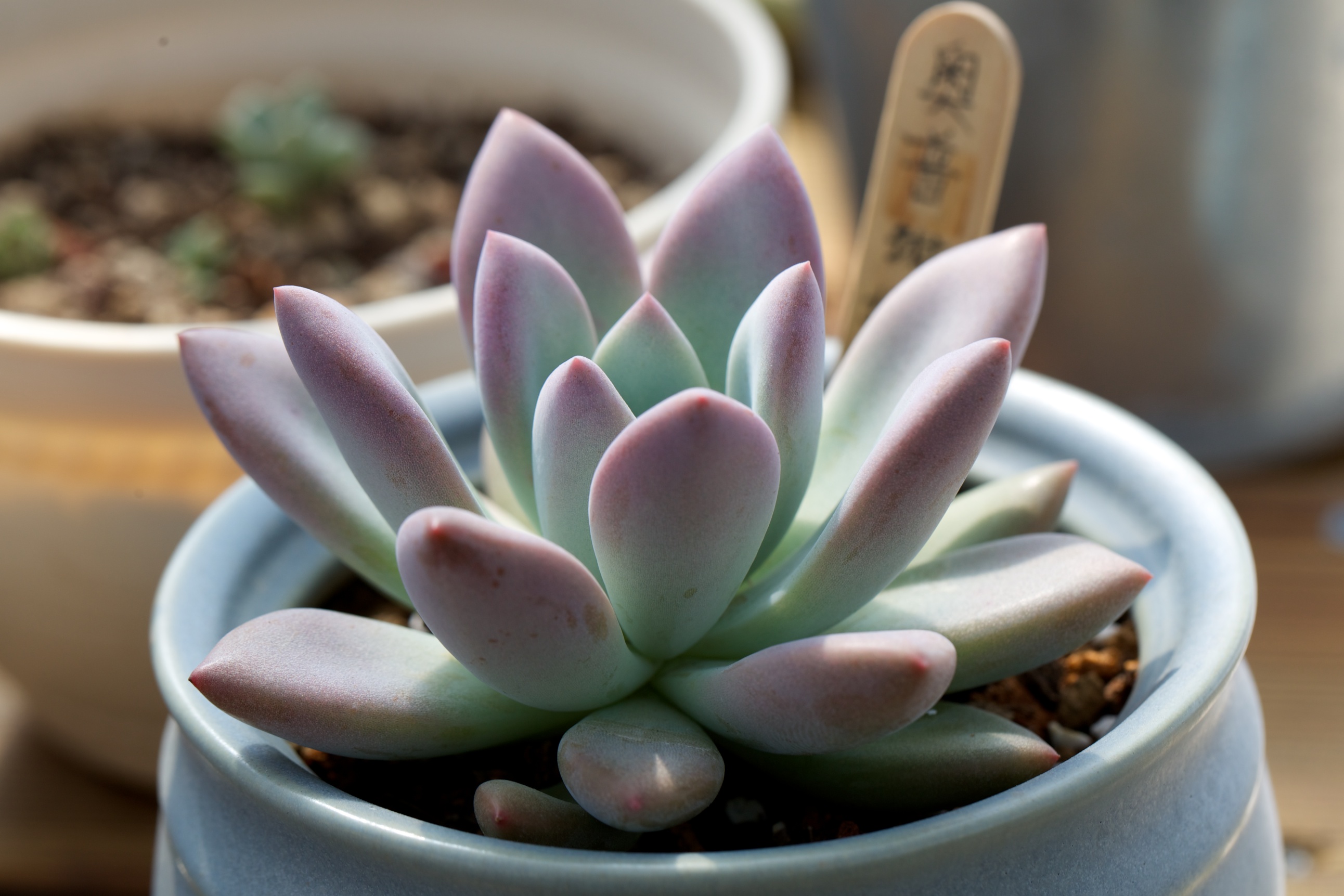 为阵亡的"肉肉"写日记,反而得出了经验-北京园艺-北京生活资讯-北京到