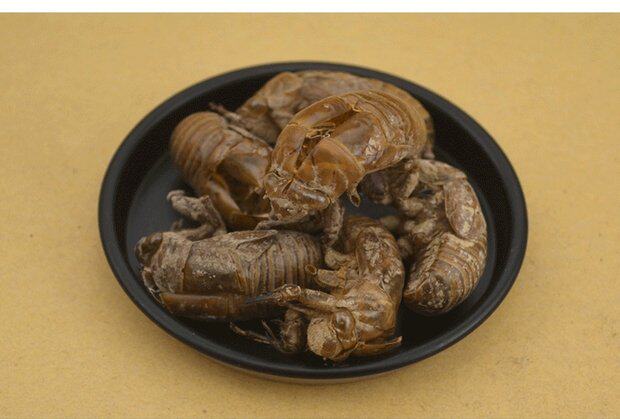 野生蝉蜕蝉退蝉衣知了皮虫蜕蝉壳蚱蟟皮金牛儿虫衣正品250克包邮_7折