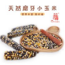 Buy 4 hamster grain grinding teeth snacks small corn cob Golden Bear rabbit ChinChin molars corn