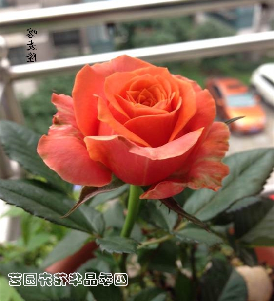 大花微月阳台盆栽开花阳台月季喀麦隆月季花苗中大苗_不打折现价92.