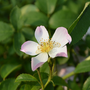 莱州月季丽达直立灌木绿植盆栽可做藤本单瓣古老花型阳台庭院热销