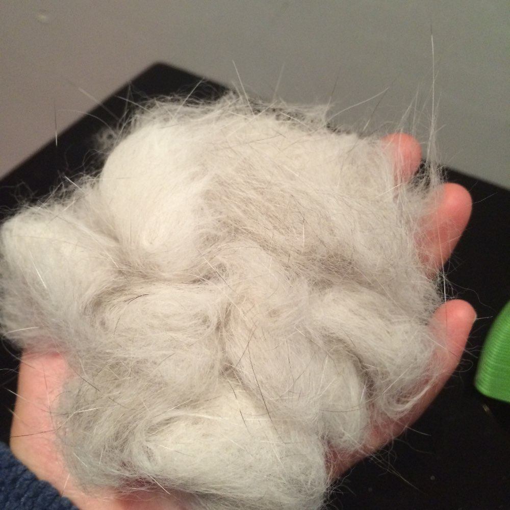 猫咪#猫咪总掉毛该怎么办?