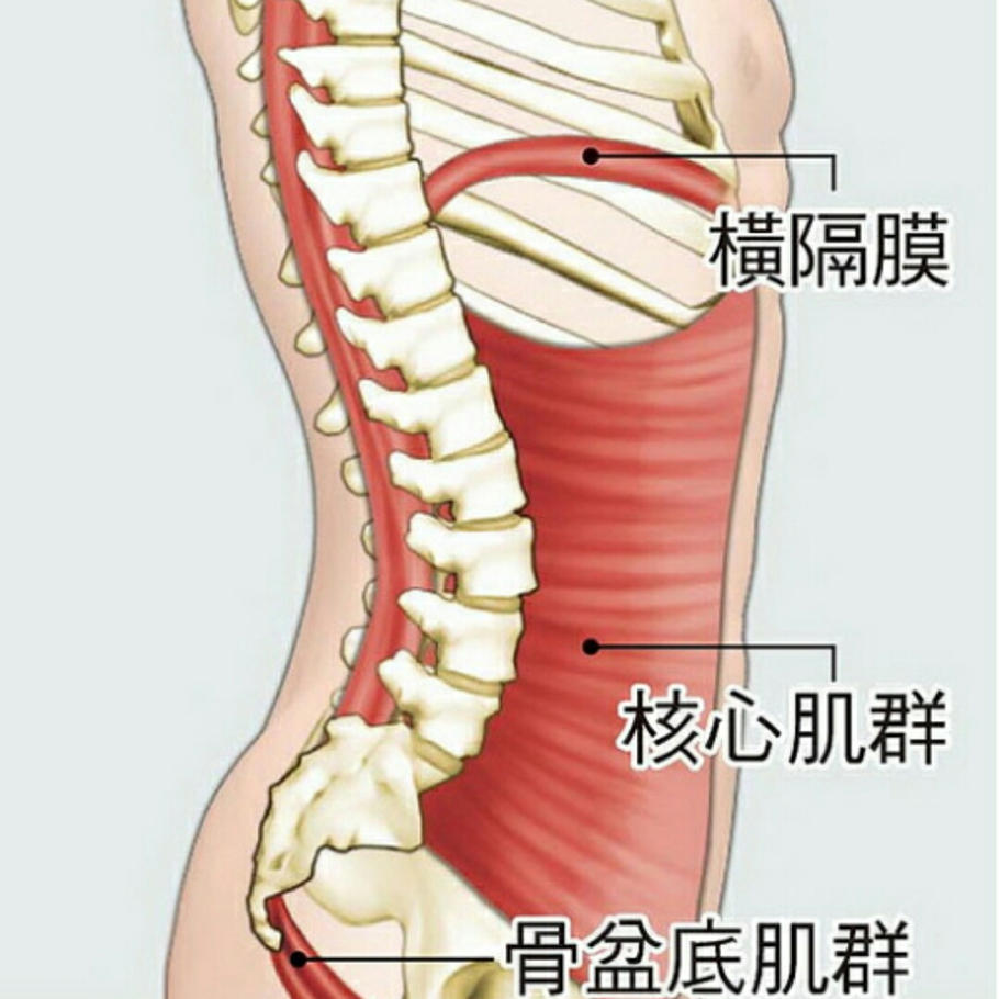 一个人无论看起来有多么健壮,如果他的核心肌群没锻炼好, 整个人看