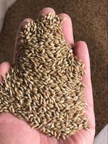 Grass seed Ghana Lizi white tip millet oil tip millet Parrot bird food shoot one piece = 5kg