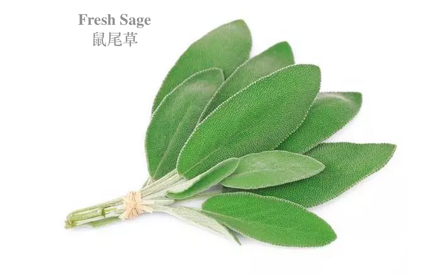 herbfresh sage 新鲜香草鼠尾草 250g 西餐香料