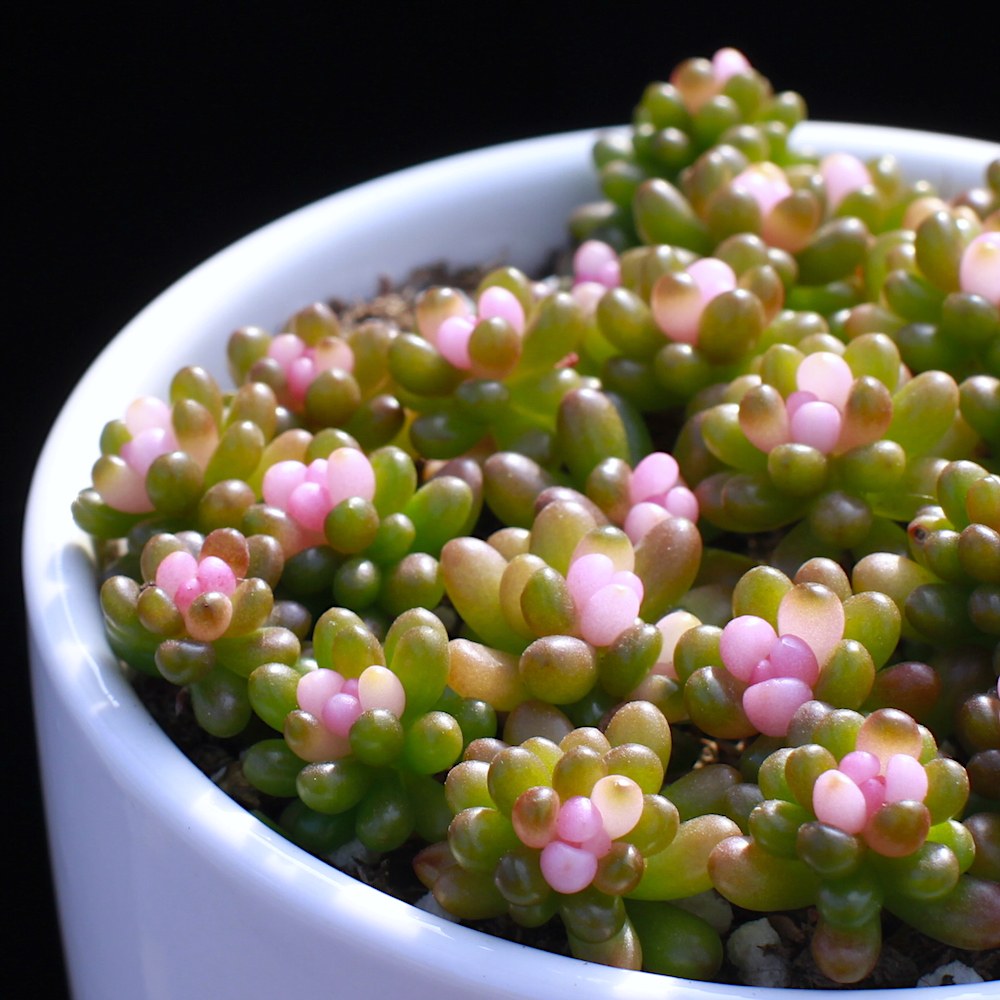 多肉植物彩色浆果办公室室内阳台桌面新款稀有贵货萌肉肉组合盆栽