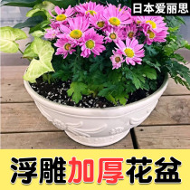 Alice flowerpot plastic large fleshy plant pot tray imitation ceramic resin green Alice creative balcony